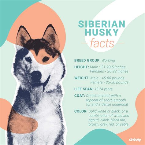 Siberian Husky Dog Breed Facts & Information .
